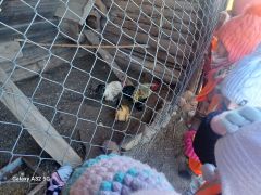 dzieci oglądają zwierzęta